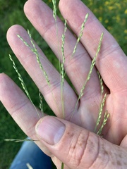 Poaceae