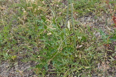 Apioideae