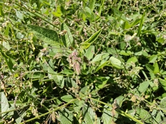 Desmodium