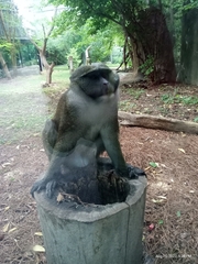 Allenopithecus nigroviridis