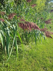 Phragmites australis australis