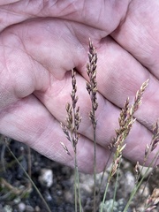 Poa