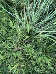 Poaceae