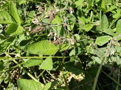 Desmodium