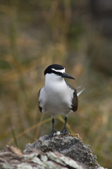 Onychoprion anaethetus