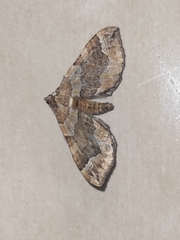 Pelurga comitata