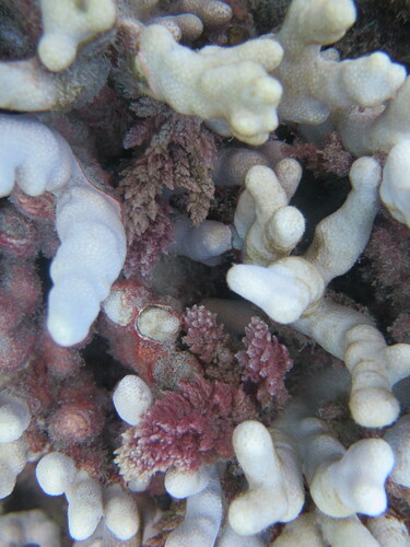 Asparagopsis taxiformis observed 2022-08-20
