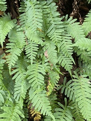 Polypodium virginianum