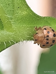 Epilachna varivestis