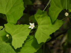 Zehneria japonica
