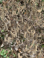 Phacelia malvifolia