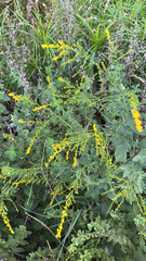 Solidago ulmifolia