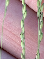 Poaceae