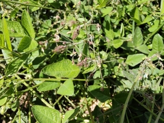 Desmodium