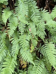 Polypodium virginianum
