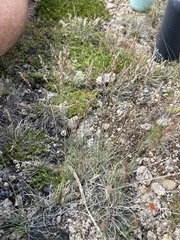 Poa