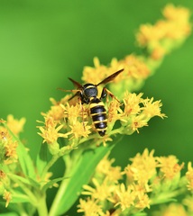 Hymenoptera