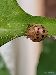 Epilachna varivestis