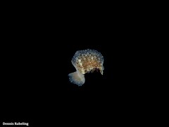 Thysanozoon brocchii