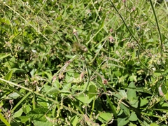Desmodium