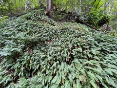 Polypodium virginianum