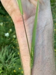 Poaceae