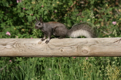 Sciurus aberti