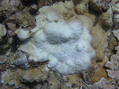 Montipora patula