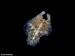 Thysanozoon brocchii