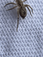Anyphaena