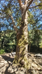 Platanus × hispanica