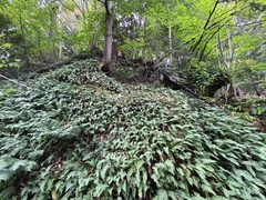 Polypodium virginianum