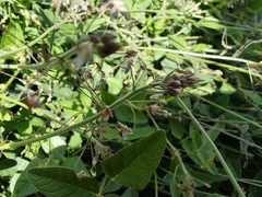 Desmodium