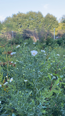 Symphyotrichum pilosum