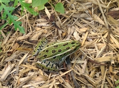 Lithobates pipiens