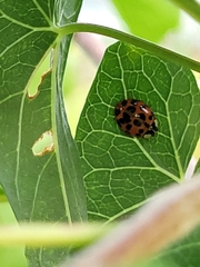 Harmonia axyridis