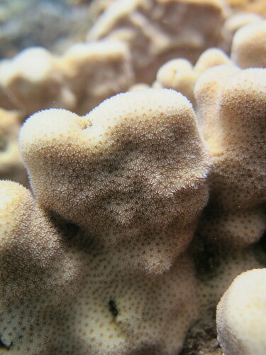 Pavona duerdeni observed 2022-08-20
