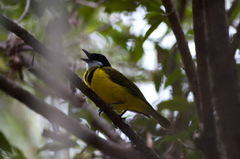 Pachycephala pectoralis