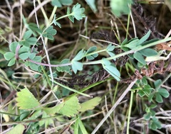 Lotus corniculatus