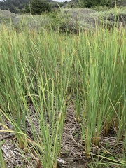 Typha domingensis