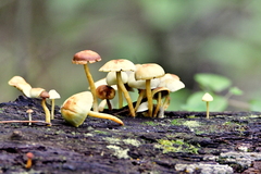 Hypholoma