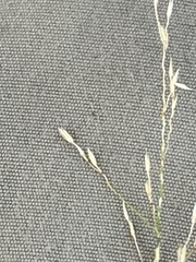 Agrostis