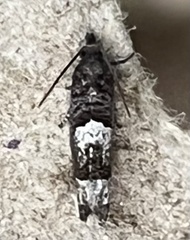 Eucosma parmatana