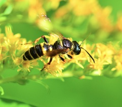 Hymenoptera
