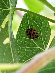 Harmonia axyridis
