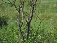 Colaptes melanochloros