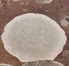 Lecanoromycetes