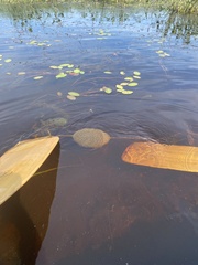 Pectinatella magnifica