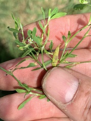 Polygonum aviculare