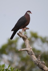 Columba vitiensis